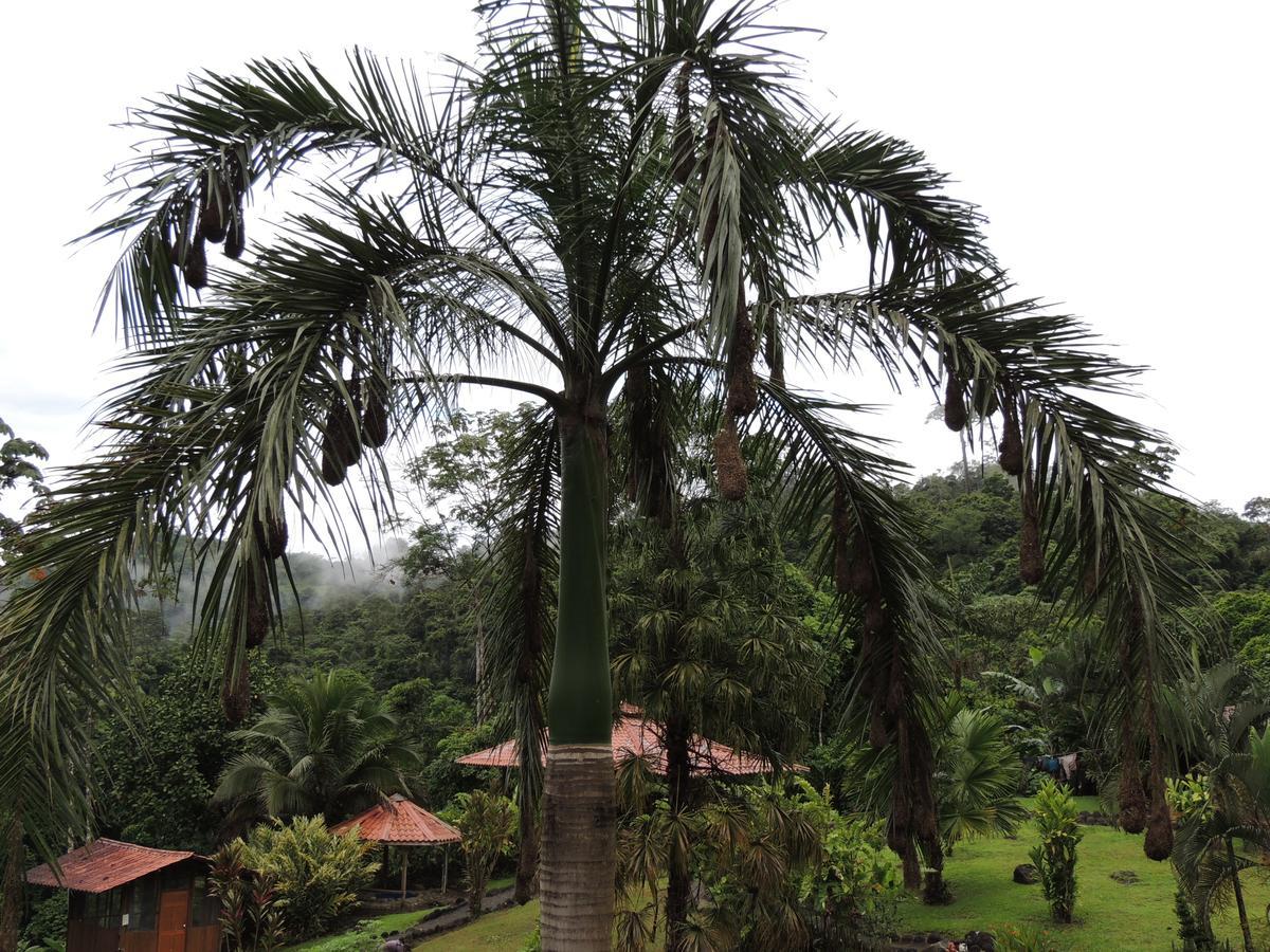 Pacuare River Lodge Bajo Tigre Dış mekan fotoğraf