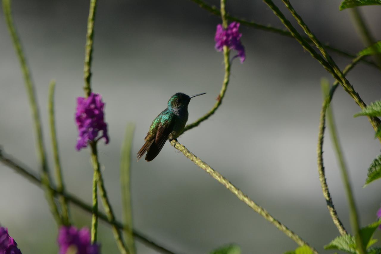 Pacuare River Lodge Bajo Tigre Dış mekan fotoğraf