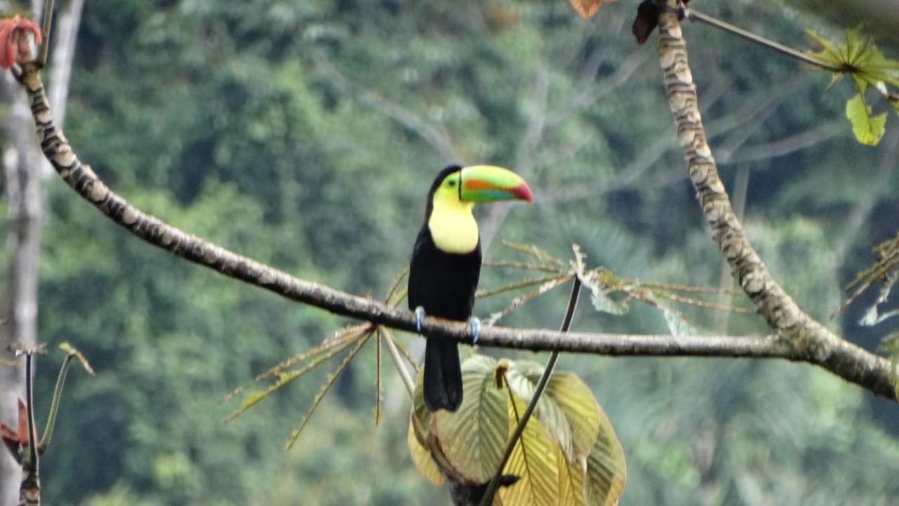 Pacuare River Lodge Bajo Tigre Dış mekan fotoğraf